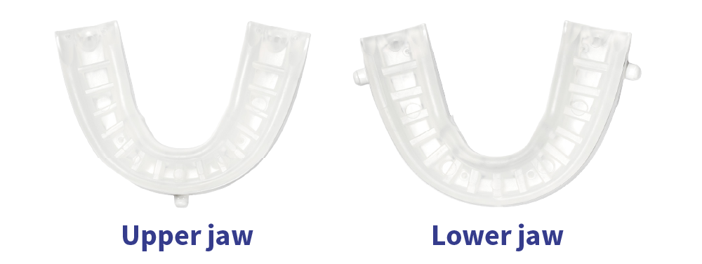 Upper and lower jaw illustration