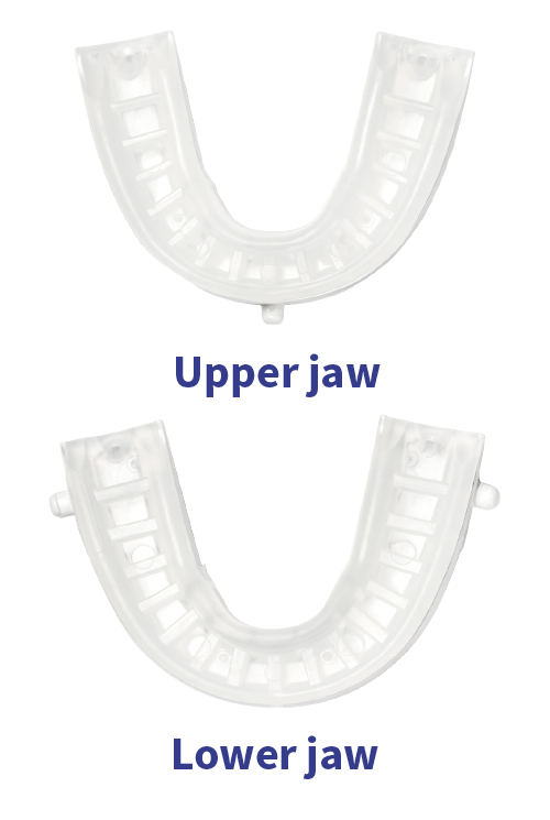 Upper and lower jaw illustration